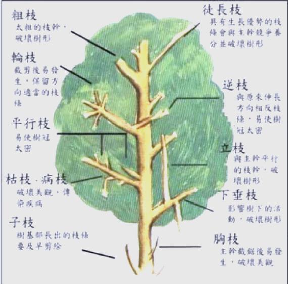 果树什么时候剪枝最好缩略图