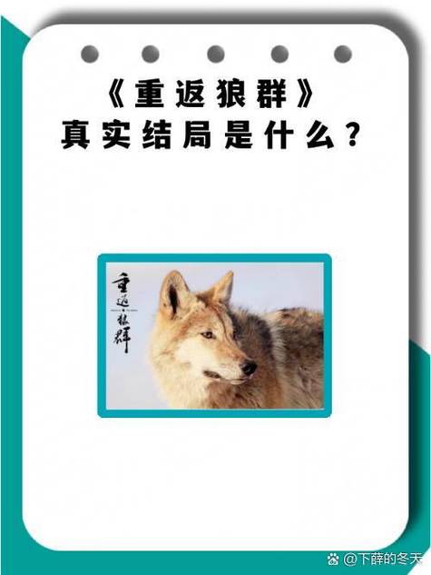 媚媚的孩子最终当上狼王吗