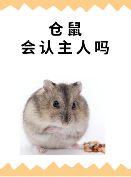 仓鼠会替主人挡灾吗缩略图