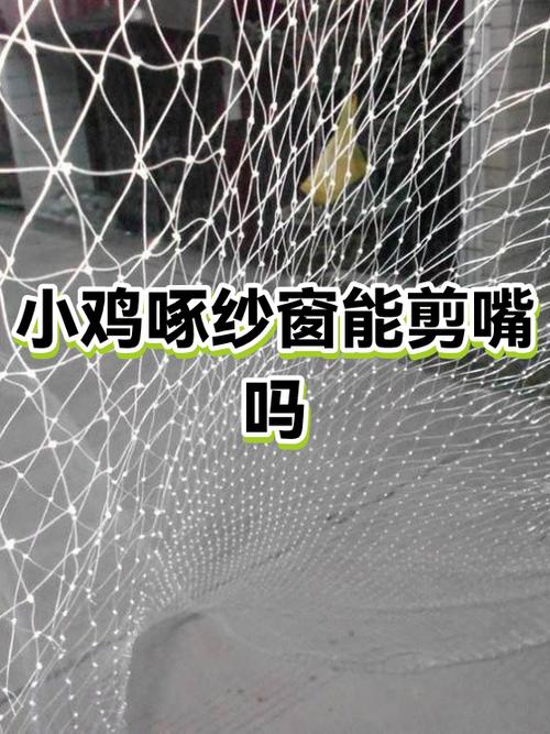 小鸡剪嘴视频缩略图