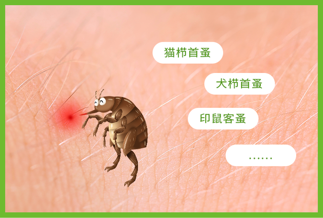 老鼠咬破袋子的东西还能吃吗缩略图