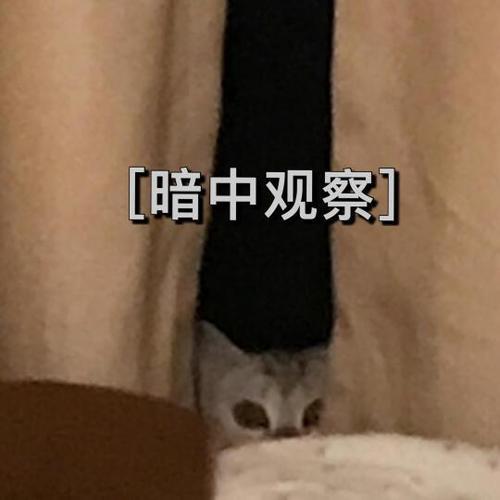 支付宝好友,暗中观察表情包是他看过缩略图