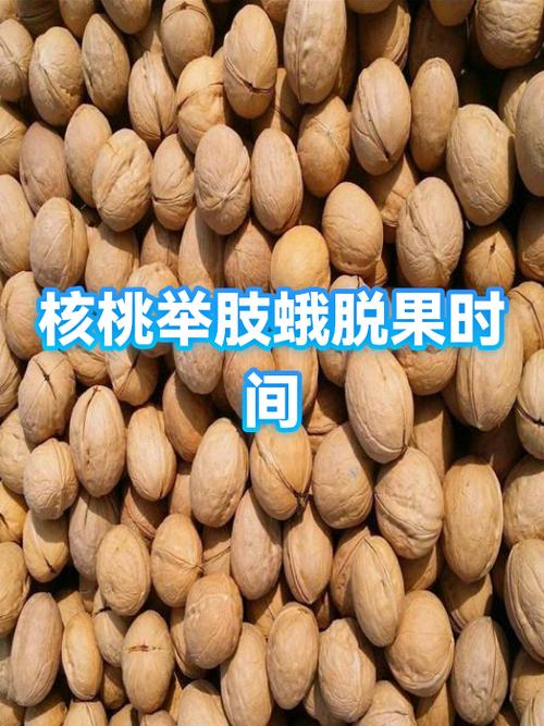 硬壳核桃怎么剥更快