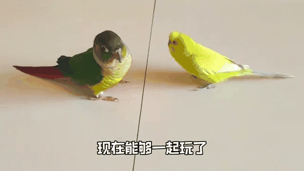 呱呱鹦鹉什么难度出