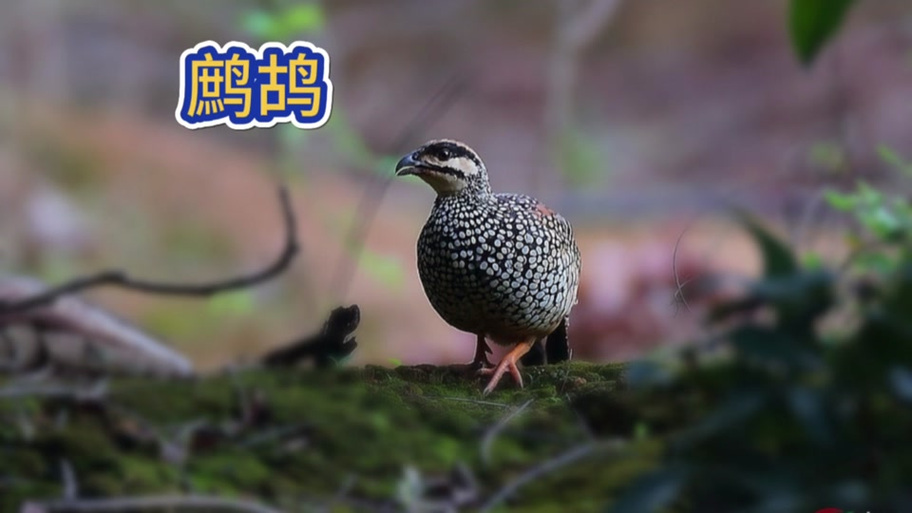 鹌鹑by它似蜜百度网盘