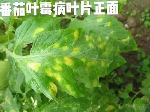 番茄病害图片100张缩略图