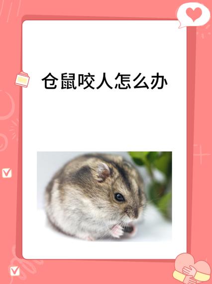 怎么改掉仓鼠咬人的毛病缩略图