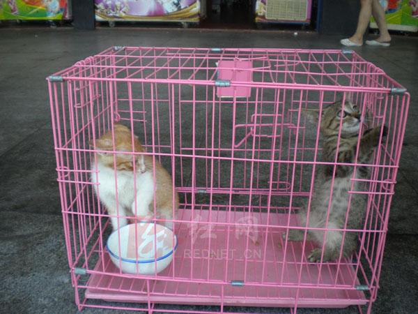 抓猫笼子安装视频教程缩略图