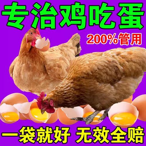 小鸡啄羽啄肛是怎么回事?用什么药游戏截图