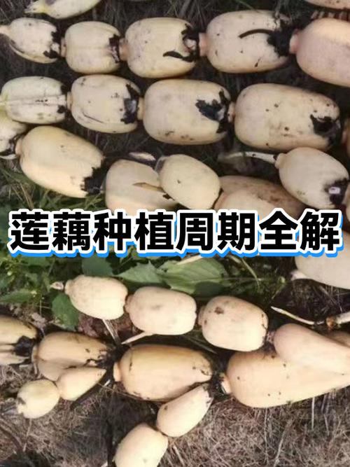 莲藕什么时候种植最佳缩略图