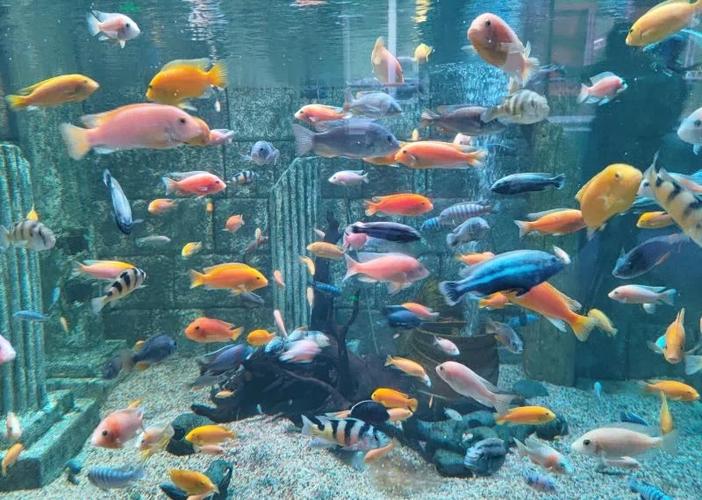 在广州开水族馆赚钱吗缩略图