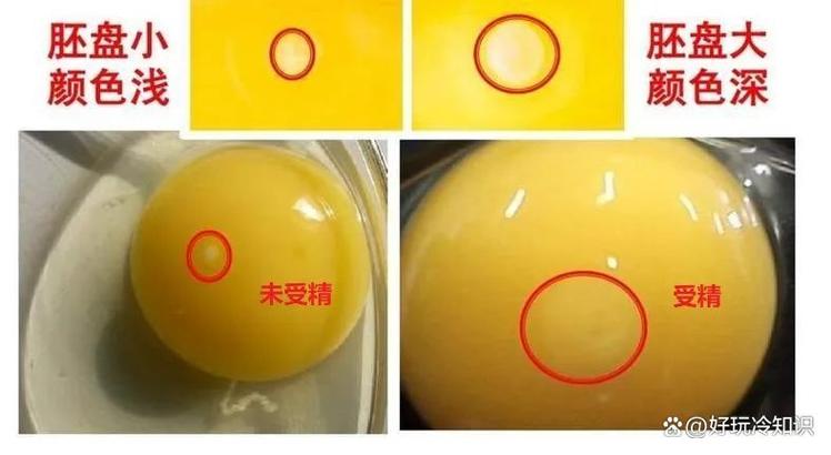 什么鸡蛋不能孵出小鸡缩略图