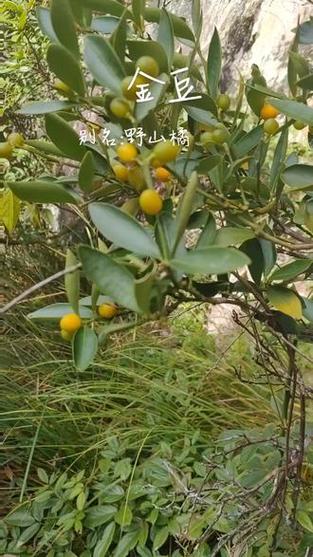 土话金豆的别名图标