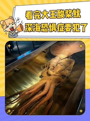 大王酸浆鱿缩略图