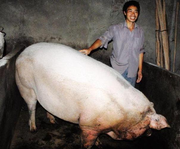 物为猪王打一准确生肖缩略图