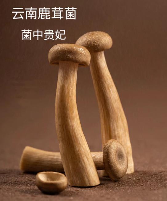 松树菌人工种植成功