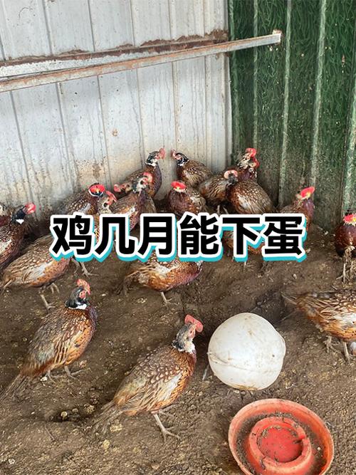 新母鸡光蹲窝不下蛋吃什么药缩略图