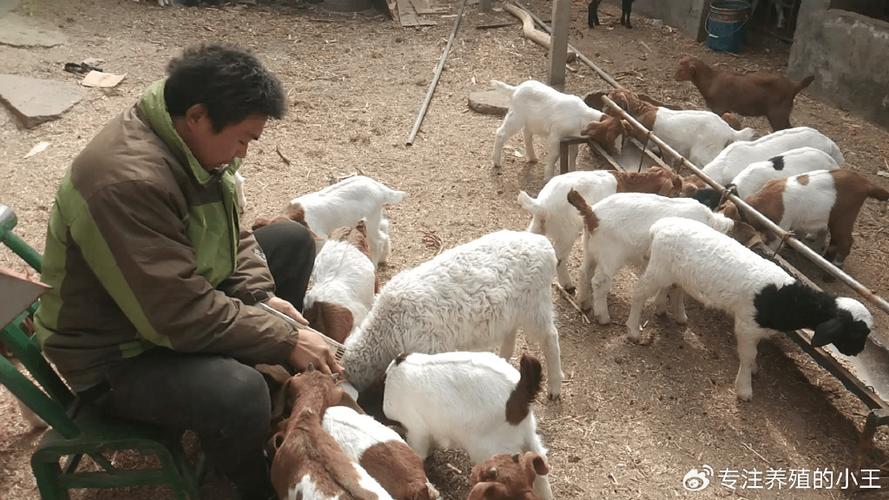 羔羊四肢无力、站不起来是什么病