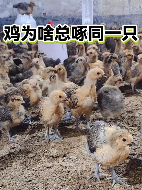 鸡啄鸡的解决方法缩略图
