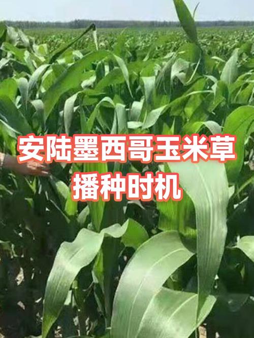 玉米草什么时候播种最适合
