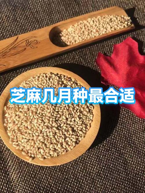 什么时候种芝麻最佳时间游戏截图