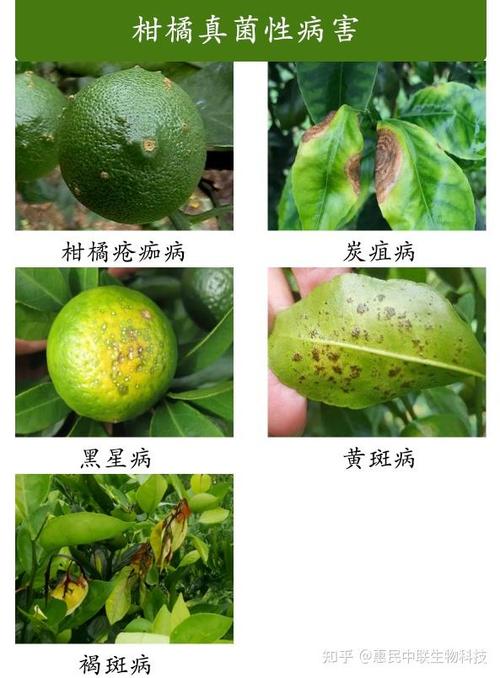 柑橘病害图片100张缩略图