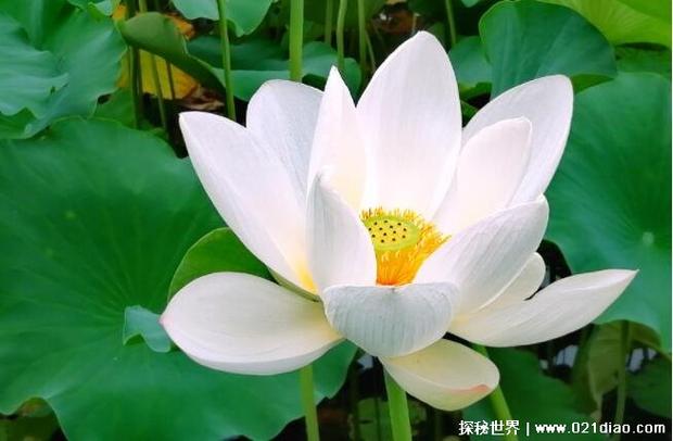 白莲花一般最讨厌什么人