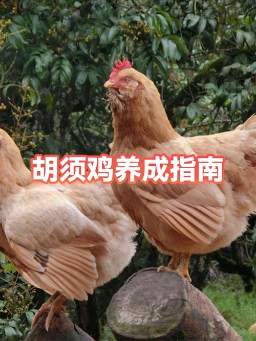小鸡呆立缩头闭眼喂什么药
