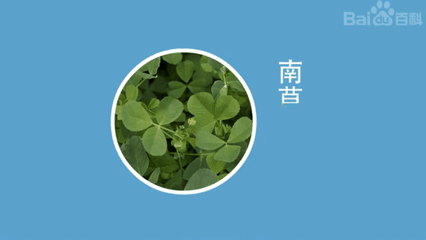 一个草头下面一个青读什么字缩略图