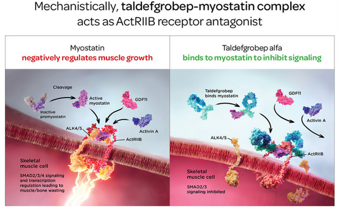 mstn基因生物信息学分析