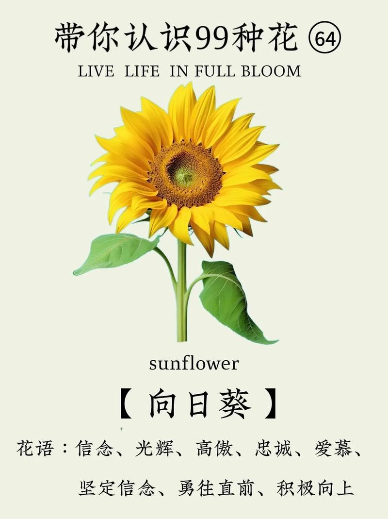送向日葵花的寓意是什么意思加速永久游戏截图