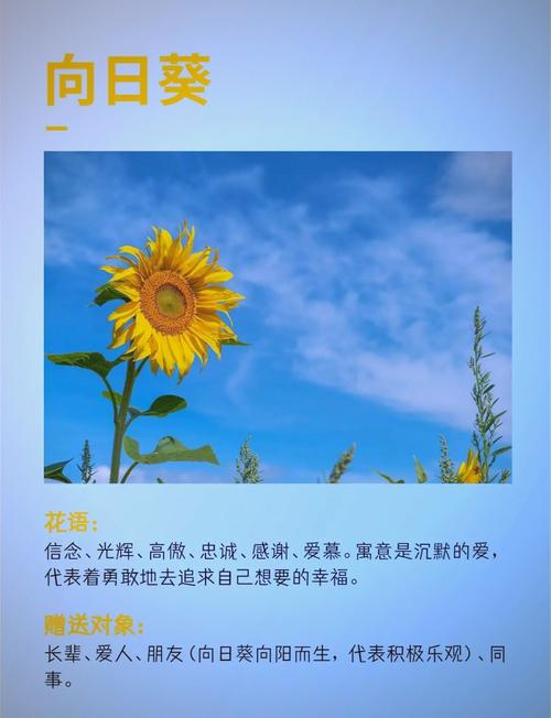 送向日葵花的寓意是什么意思加速永久